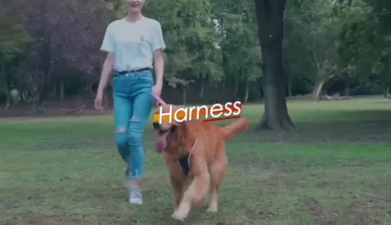 Hanyang 2023 OEM Sublimation Adjustable Dog Harness Luxury Personal Logo Pet Harness Pet Accessories