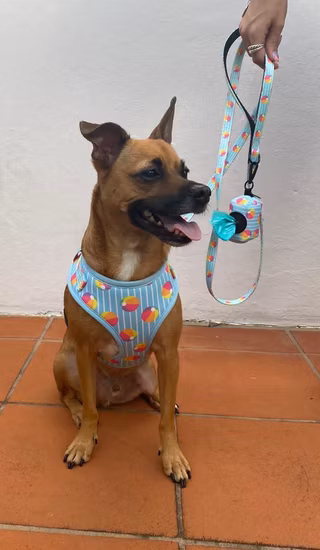 Hanyang 2023 Pet Haresses Set Neoprene Personalized Luxury Designer Reversible Adjustable Custom Dog Harness with Dog Collar Leash Poop Bag Holder